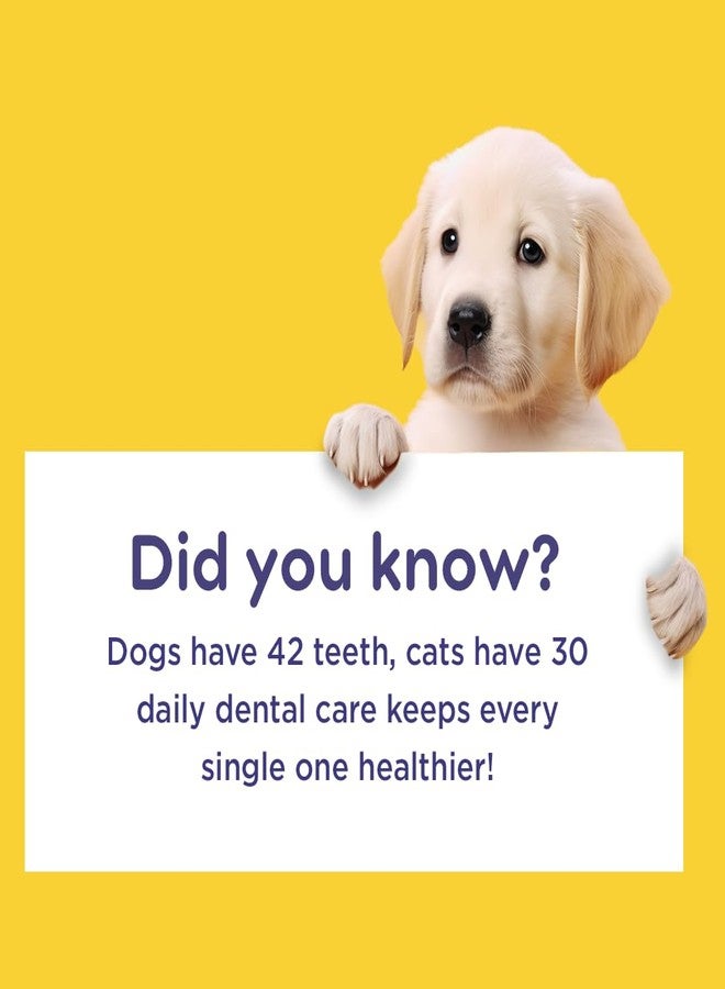 pil Pet Denta Gel Toothpaste for Dog & Cat with Mint, Green Tea Extract & Clove Oil |Fights Gum Diseases, Removes Plaque & Controls Bad Breath| Squeeze Only- No Brushing, No Rinsing (100Gm). - Image 2